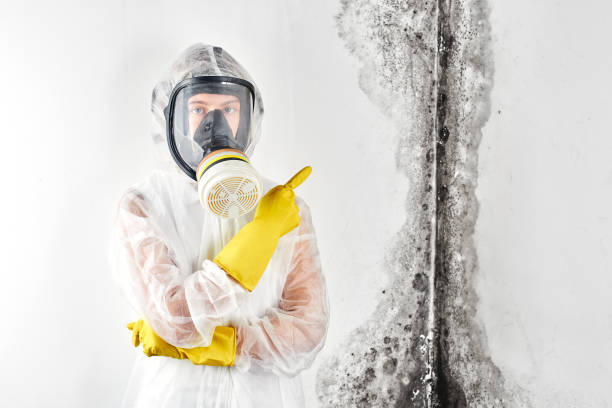 Professional Mold Removal Services in Lamar, SC